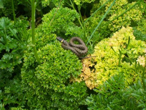 Filename: Baby Grass snake.JPG
Size: 1.1 MB
Uploaded: 17th-Jun-19, 09:00 AM
Views: 197x