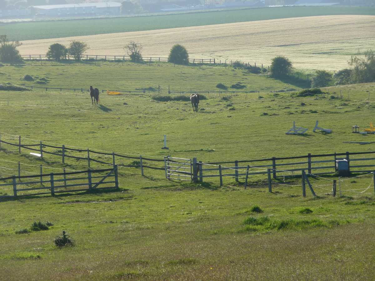 Horses in the fields